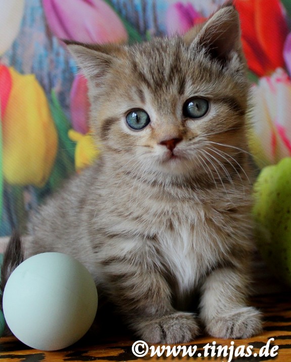 BKH Kater chocolate golden tabby spotted